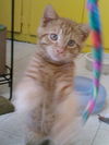 Rainbow the Kitten