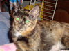 CARLY the KITTEN