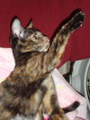 CARLY the KITTEN