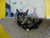 CARLY the KITTEN