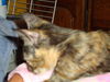 CARLY the KITTEN