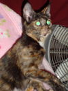 CARLY the KITTEN