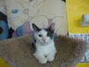 HARLEY the KITTEN