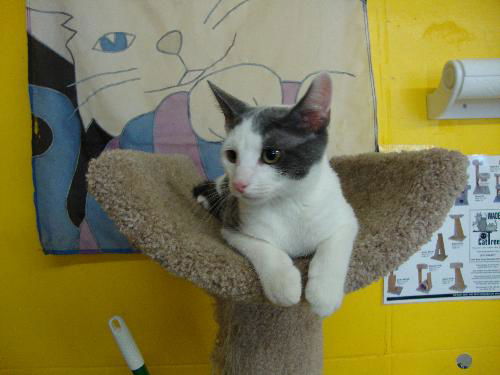 HARLEY the KITTEN