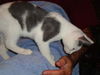 HARLEY the KITTEN