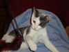 HARLEY the KITTEN