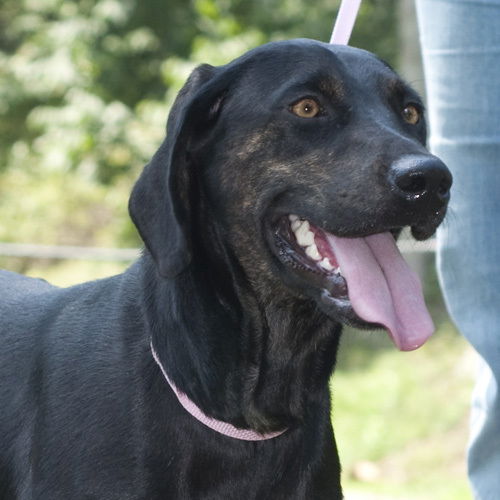 Ginger - Super sweet family dog!