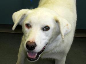 Heidi
