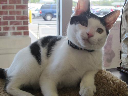 Patch-Come see me at Pet Valu