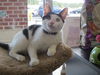 Patch-Come see me at Pet Valu