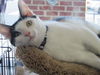 Patch-Come see me at Pet Valu