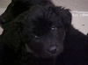 Aussie/Lab Mix puppies