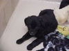 Aussie/Lab Mix puppies