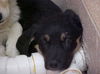 Aussie/Lab Mix puppies