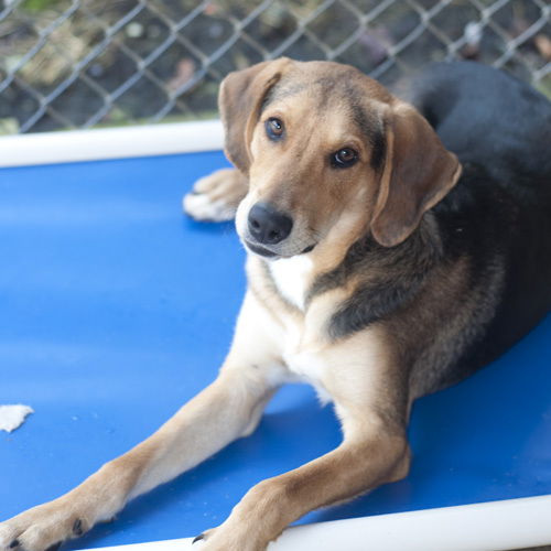 Randy - Super sweet family boy!!