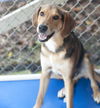 Randy - Super sweet family boy!!