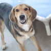 Randy - Super sweet family boy!!