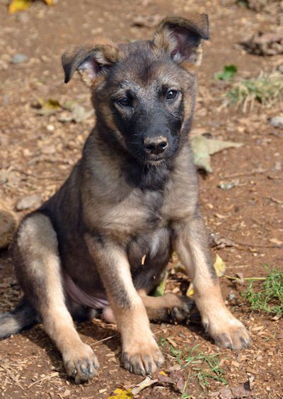 Maggie-Mt. Cur/German Shepard