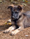 Maggie-Mt. Cur/German Shepard