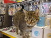 Laverne at Bennys Pet Depot