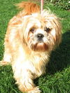Carlito