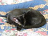 Gemma - Loves to Lapsit