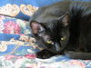 Gemma - Loves to Lapsit