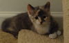 Lizzie (kitten)