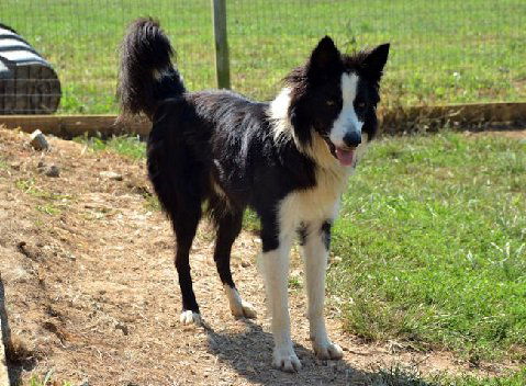 ZORRO