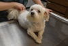 Lexi the Maltese