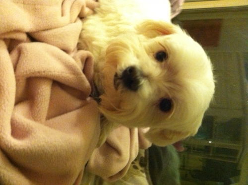 Lexi the Maltese