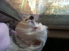 Lexi the Maltese