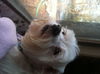 Lexi the Maltese