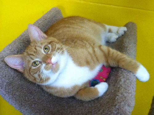 Ziggy- See me at The Blue Dog Pet Store