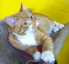 Ziggy- See me at The Blue Dog Pet Store