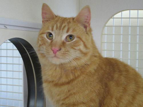 Eric-Come see me at Petco(Rt 22)