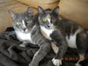 Abbey & Oliver