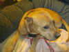 Harley - Spring Adoption Special!
