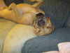 Harley - Spring Adoption Special!