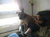 Harley - Spring Adoption Special!