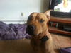 Harley - Spring Adoption Special!
