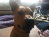 Harley - Spring Adoption Special!