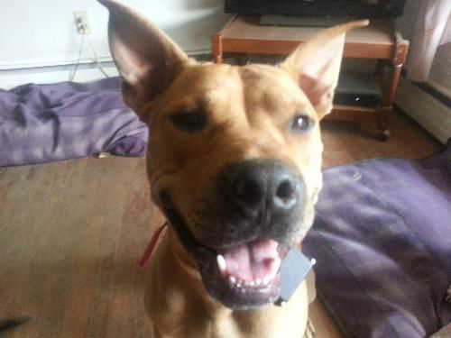 Harley - Spring Adoption Special!