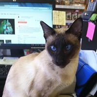 Dalton- The Affectionate Siamese Boy!