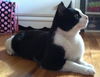 A Sweet, Playful Boy TUCKER *Visit him @ Blue Dog!