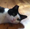 A Sweet, Playful Boy TUCKER *Visit him @ Blue Dog!