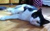 A Sweet, Playful Boy TUCKER *Visit him @ Blue Dog!