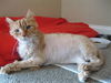 Leo the Lion Declawed - Special Cat