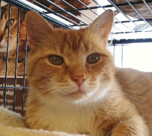 Gingersnap-Come see me at Pet Valu (Lemoyne)
