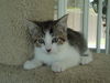 Mickey the kitten